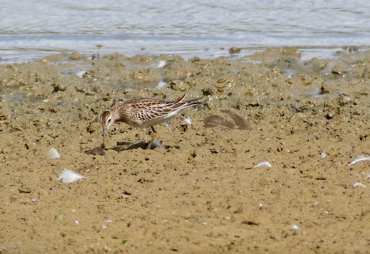 jespák skvrnitý - ML641702249