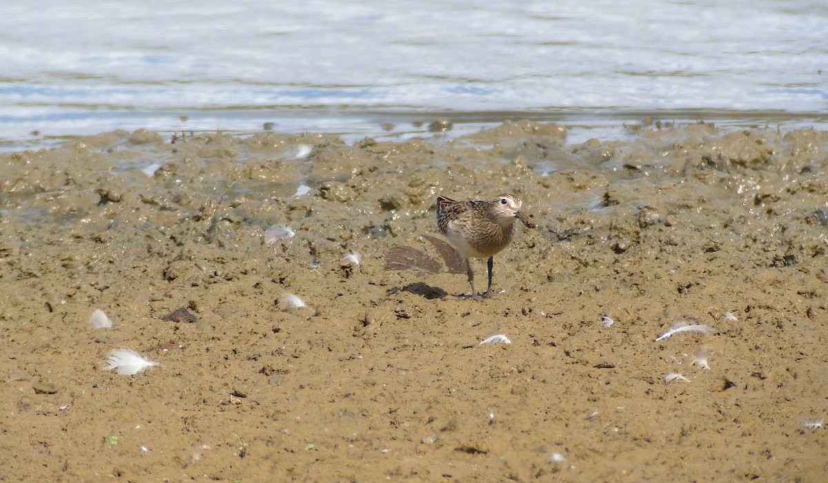 jespák skvrnitý - ML641702250