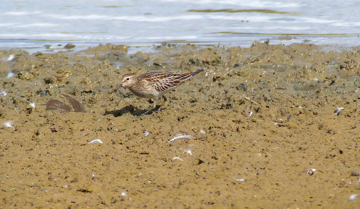 jespák skvrnitý - ML641702251