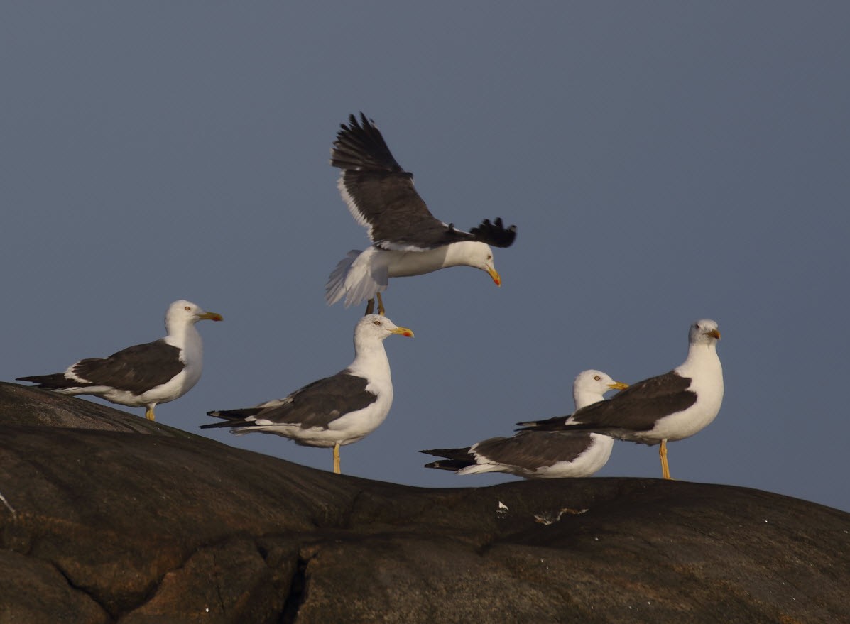 Lesser Black-backed Gull - ML641702262