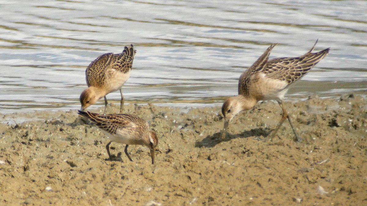 jespák skvrnitý - ML641702263