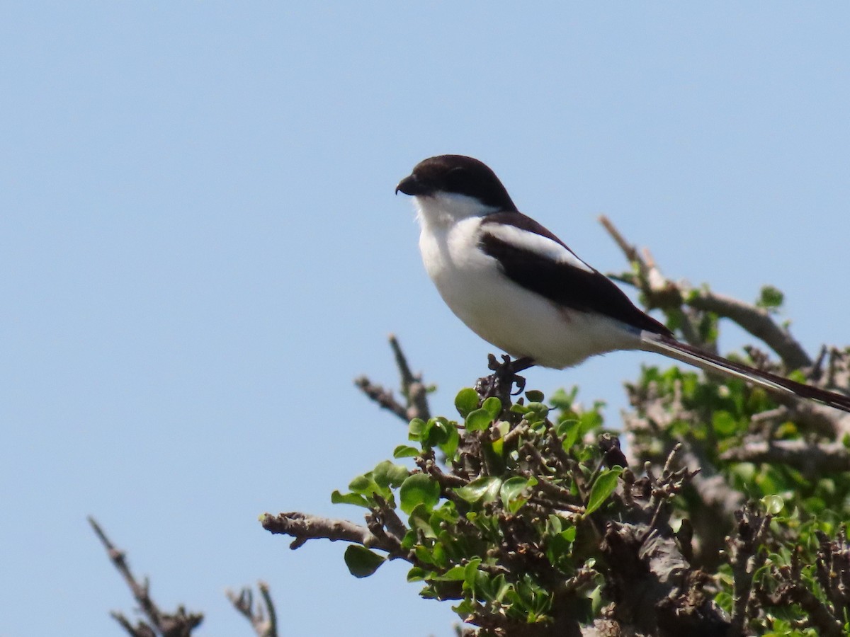 Northern Fiscal - ML641702265