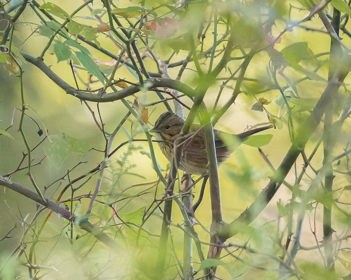 Lincoln's Sparrow - ML641702273