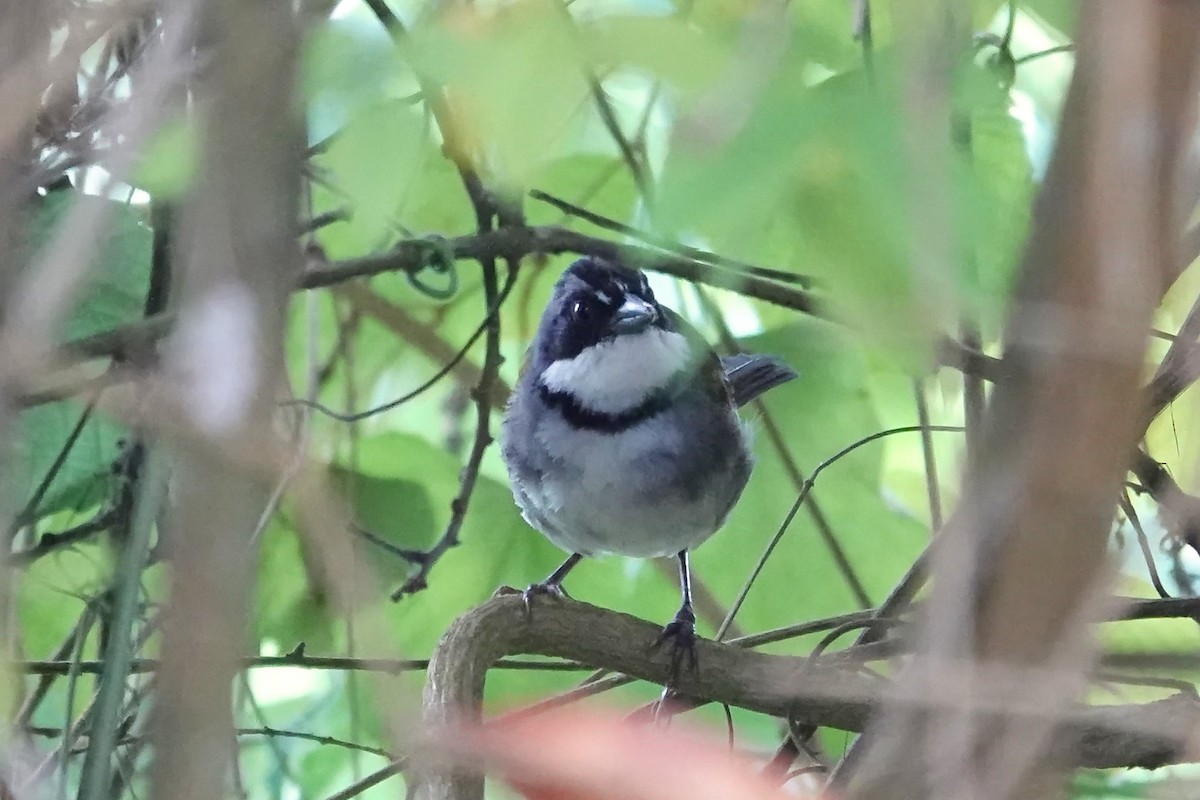 Perija Brushfinch - ML641702276