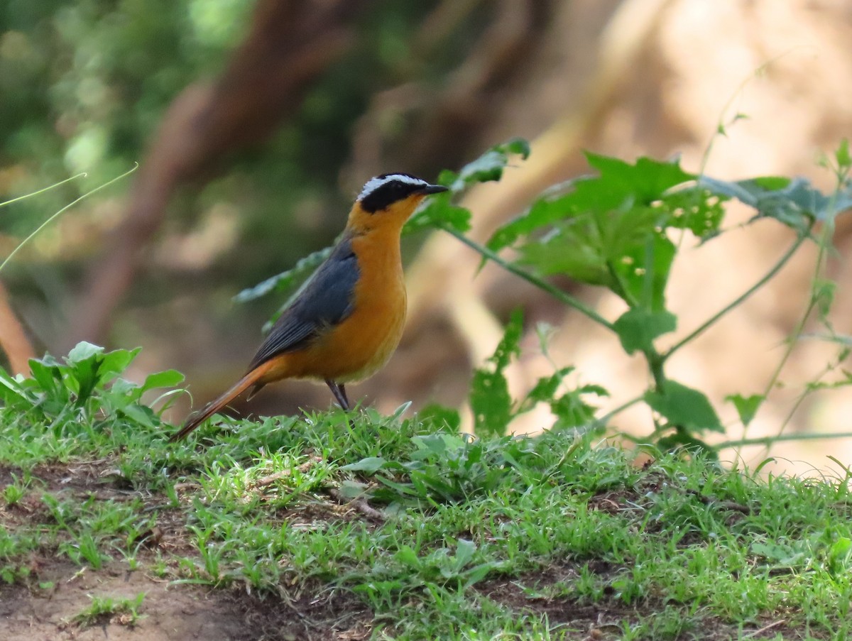 White-browed Robin-Chat - ML641702302