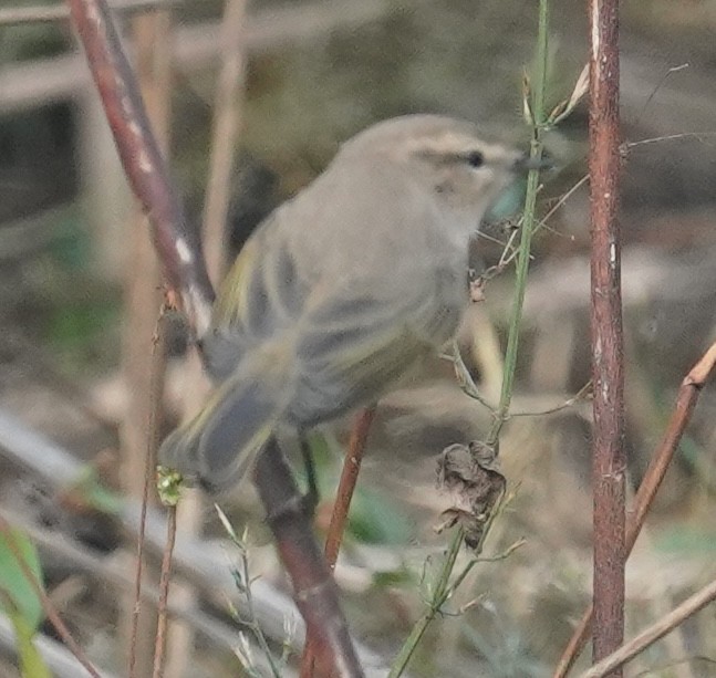 Common Chiffchaff - ML641702330