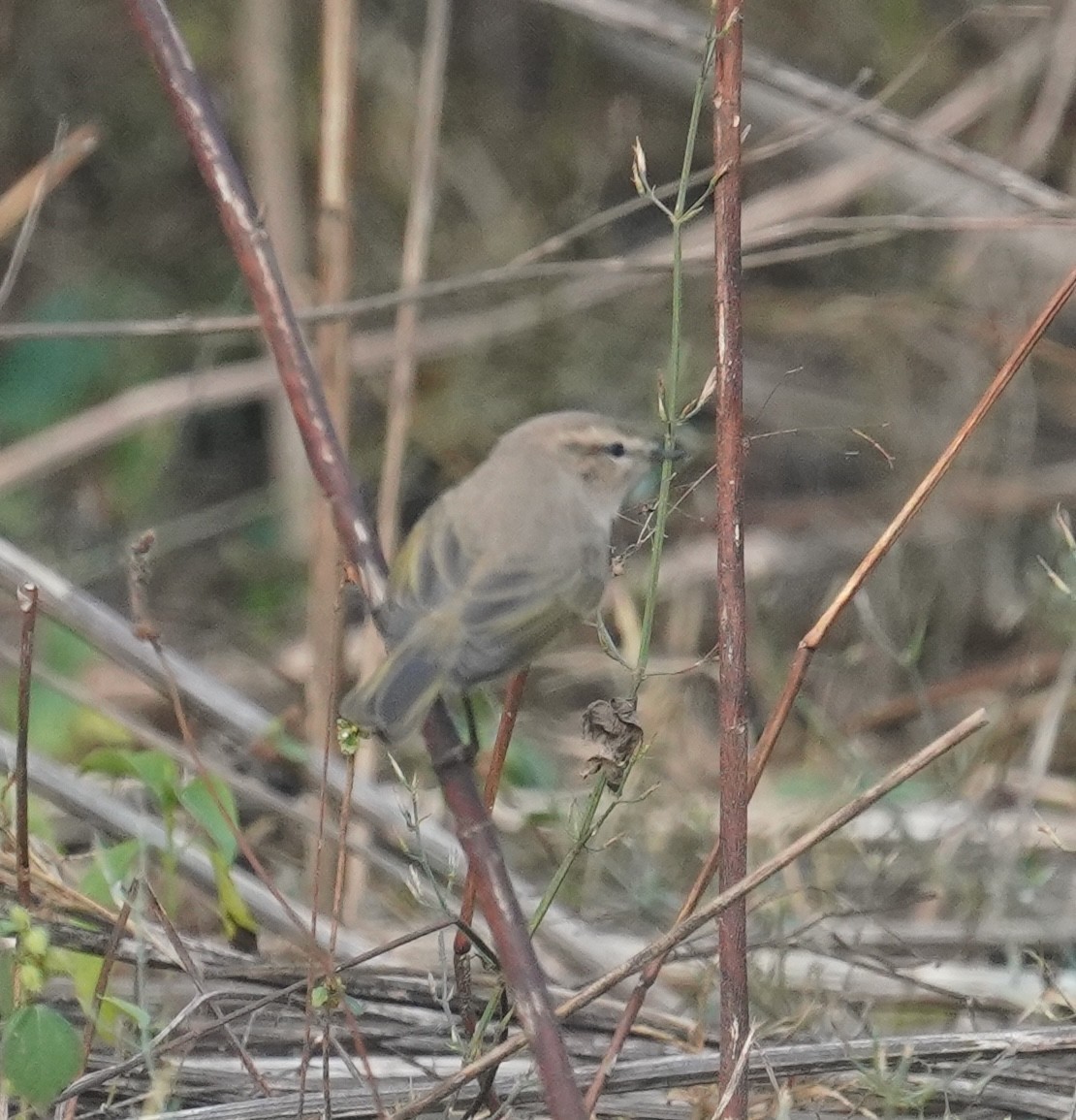 Common Chiffchaff - ML641702331