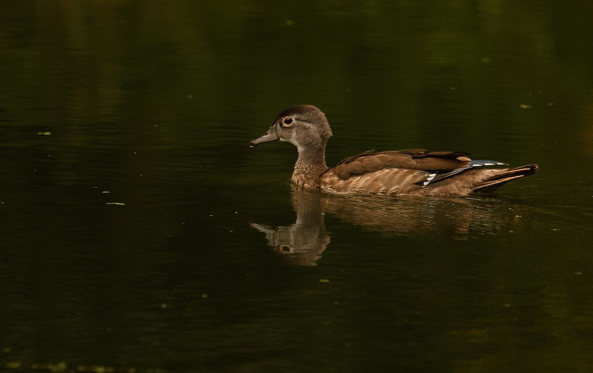 Wood Duck - ML641702349