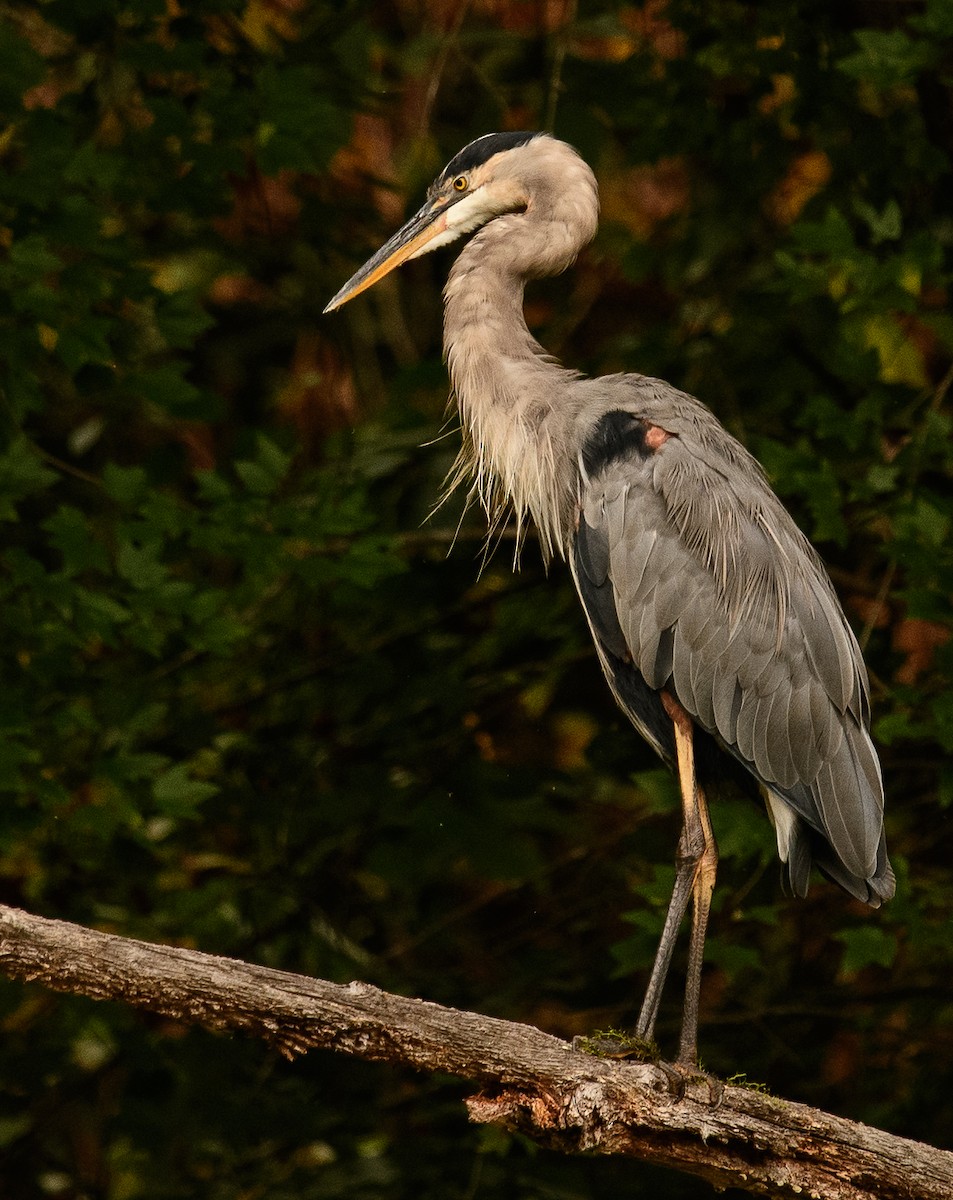 Great Blue Heron - ML641702353