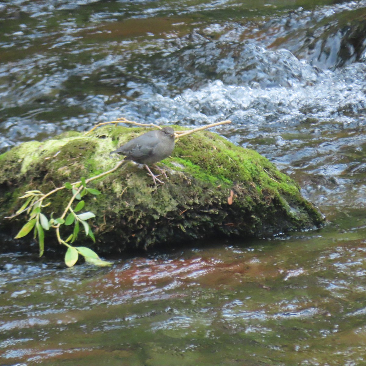American Dipper - ML641702385