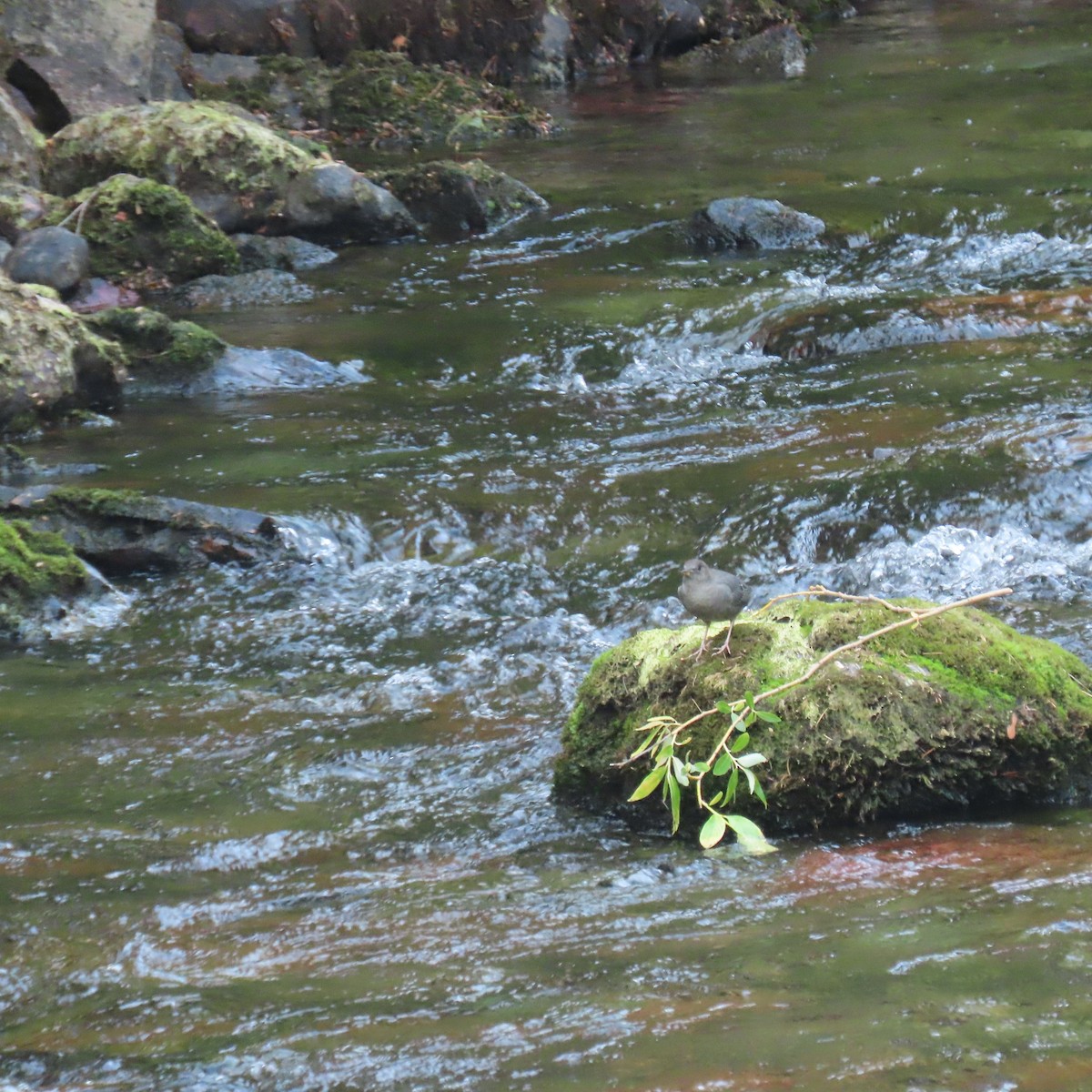 American Dipper - ML641702386