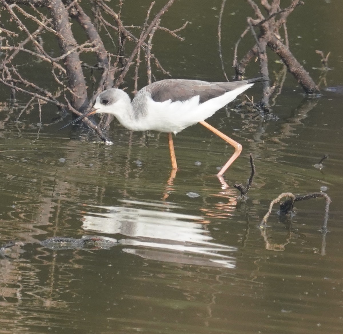 Black-winged Stilt - ML641702387