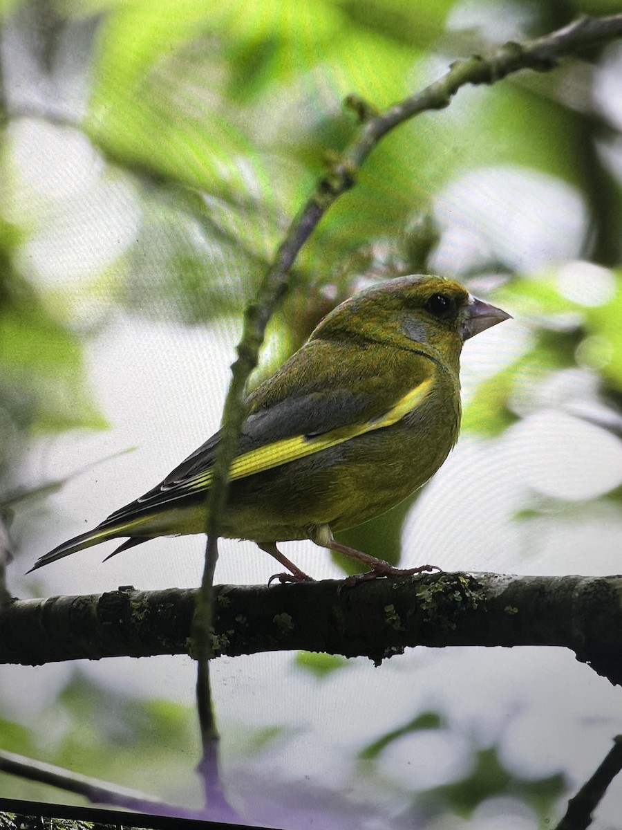 European Greenfinch - ML641702412