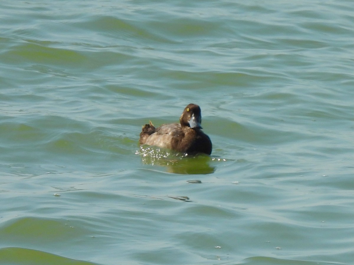 Lesser Scaup - ML641702438