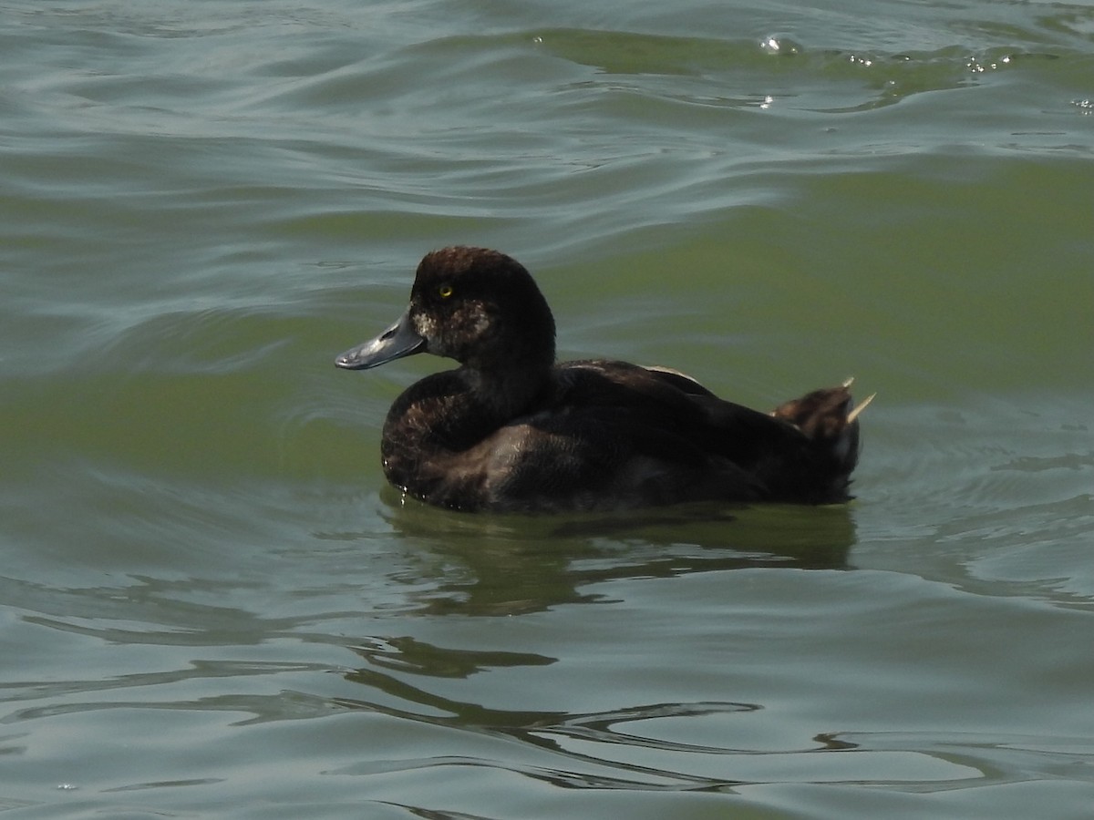 Lesser Scaup - ML641702439