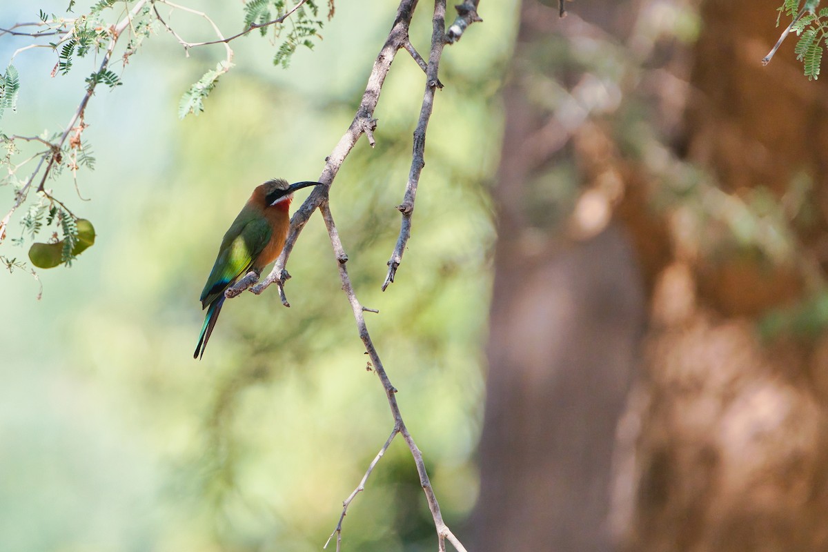 White-fronted Bee-eater - ML641702448