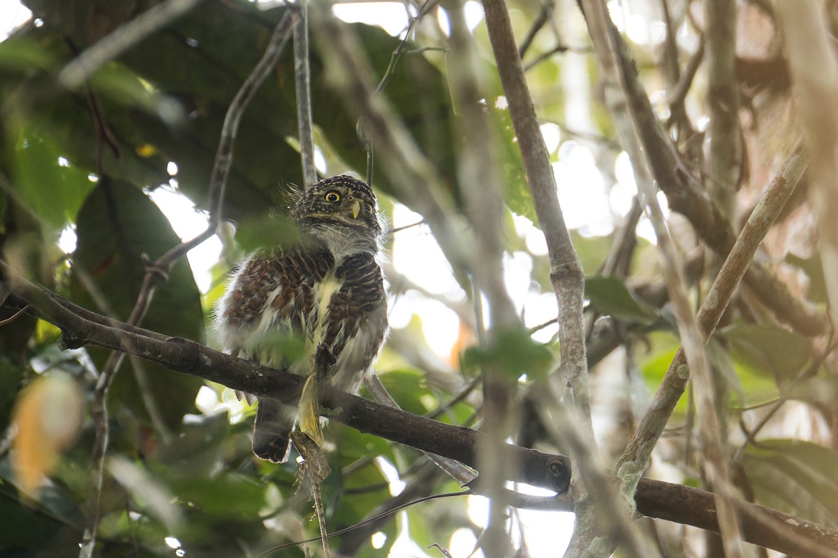 Collared Owlet - ML641702453