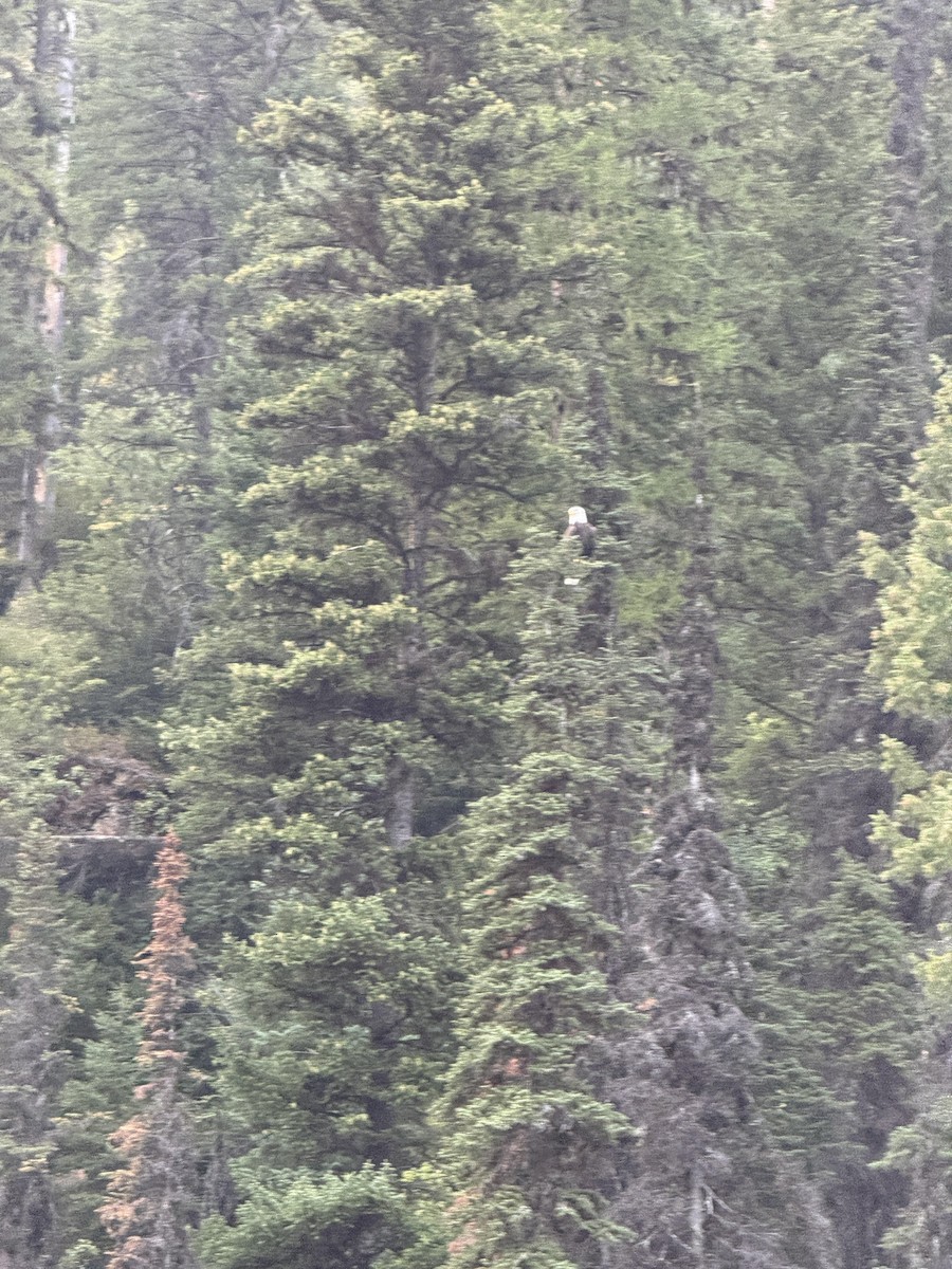 Bald Eagle - ML641702460