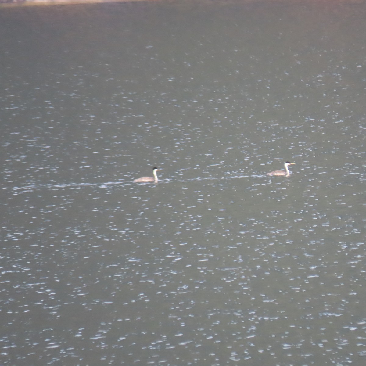Western Grebe - ML641702473