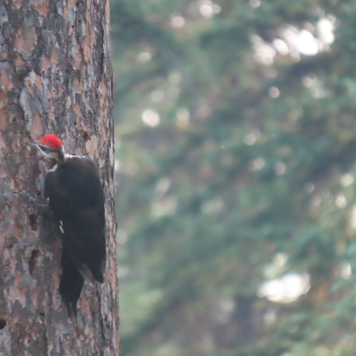 Pileated Woodpecker - ML641702478