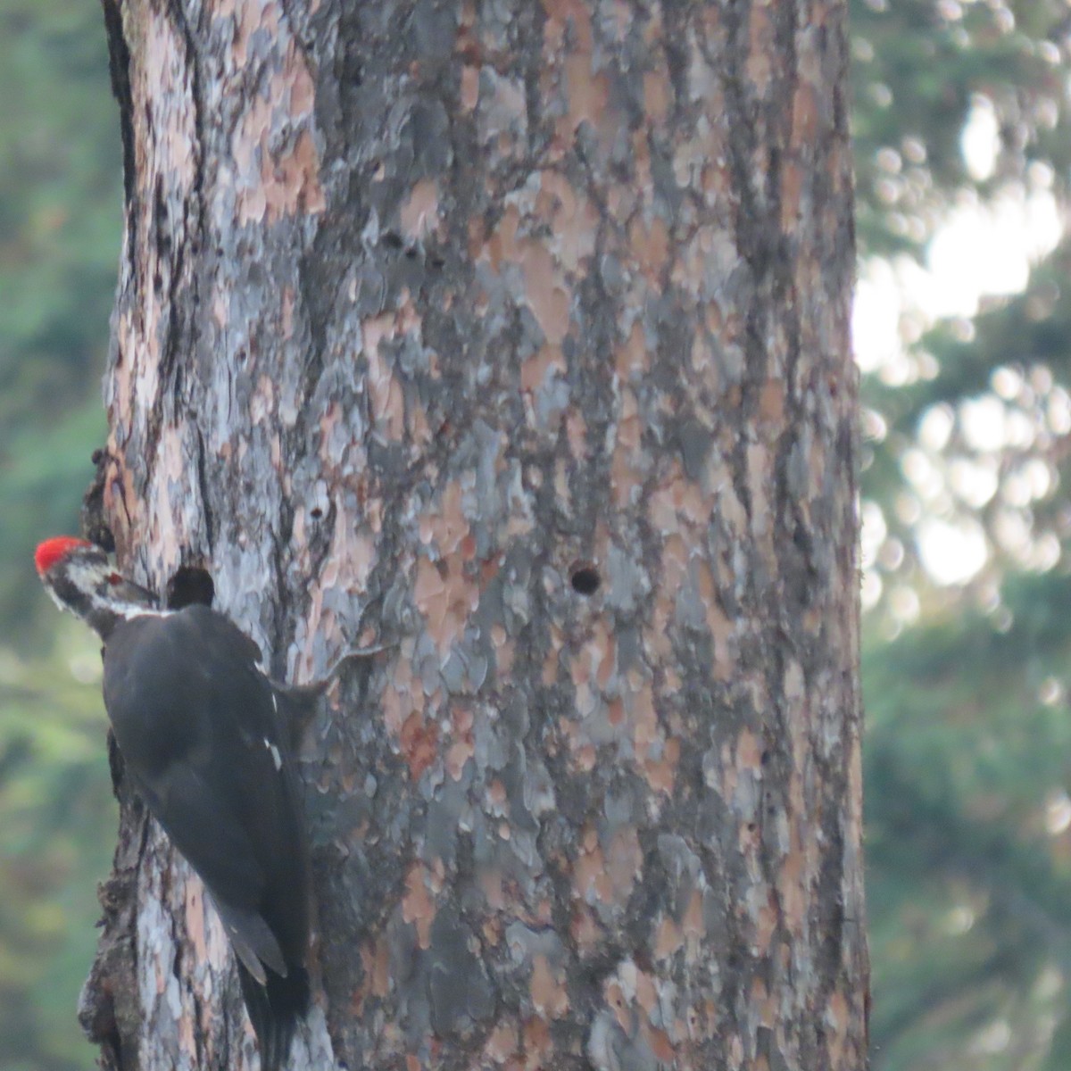 Pileated Woodpecker - ML641702479