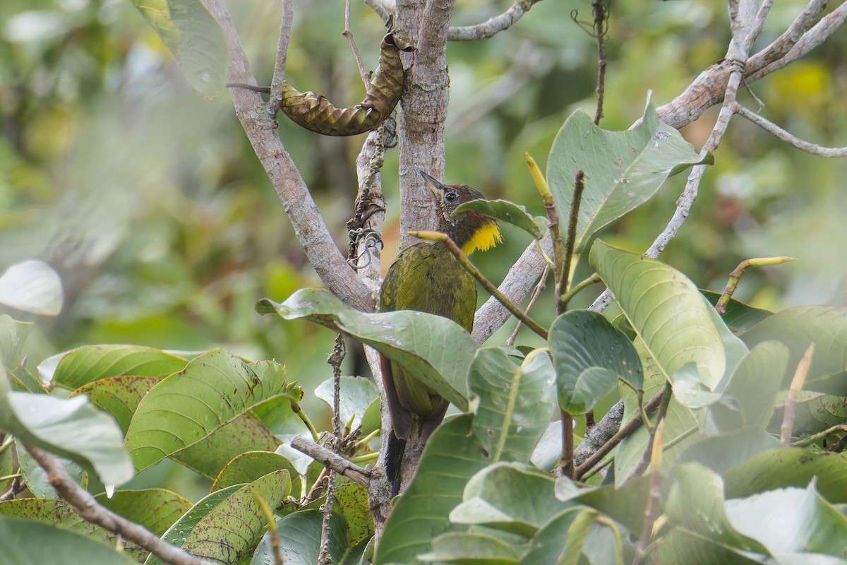 Lesser Yellownape (Sunda) - ML641702482