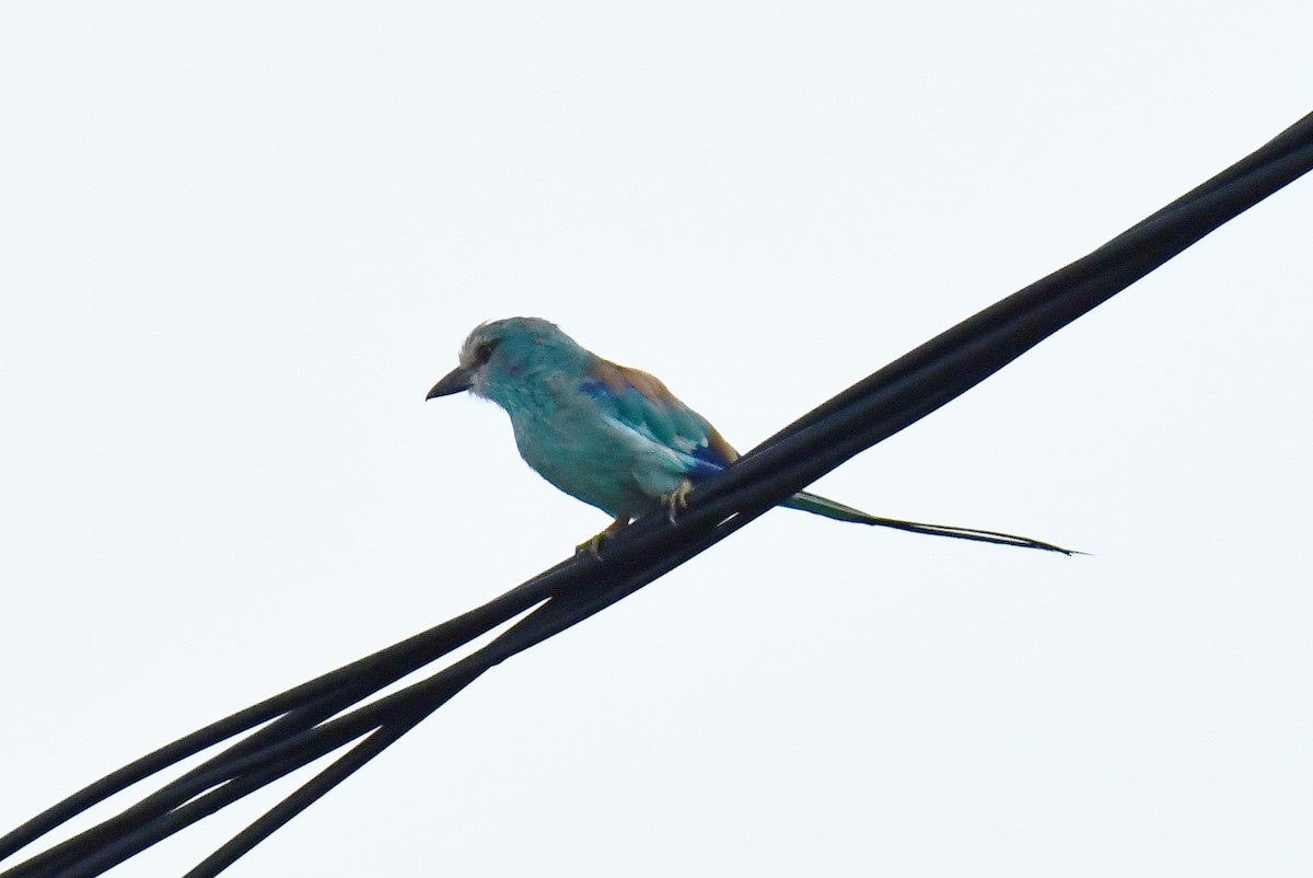 Abyssinian Roller - ML641702521