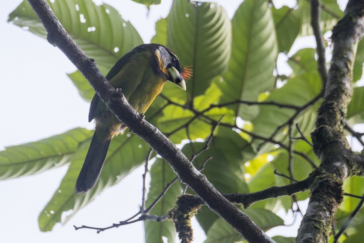Fire-tufted Barbet - ML641702528
