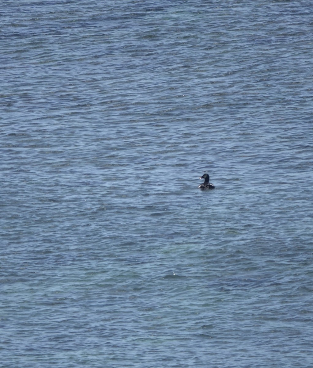 Stejneger's Scoter - ML641702547
