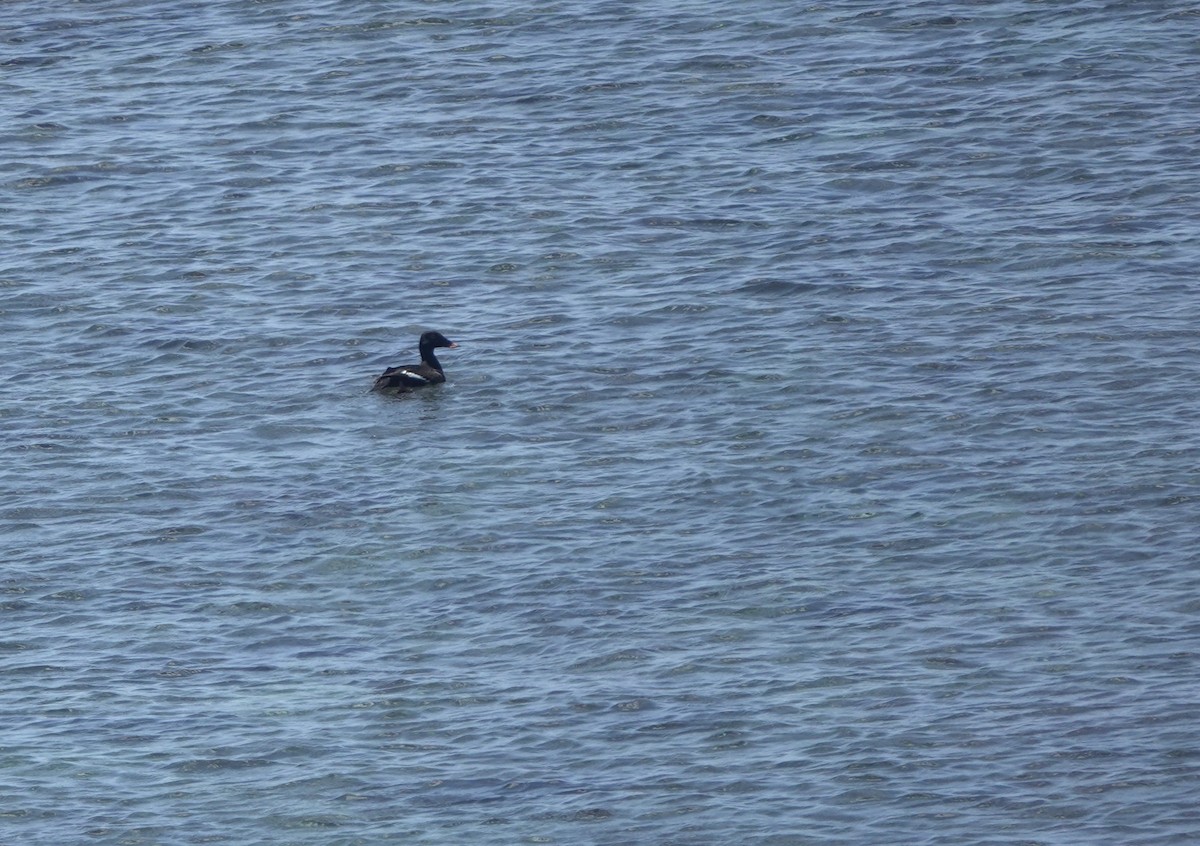 Stejneger's Scoter - ML641702548