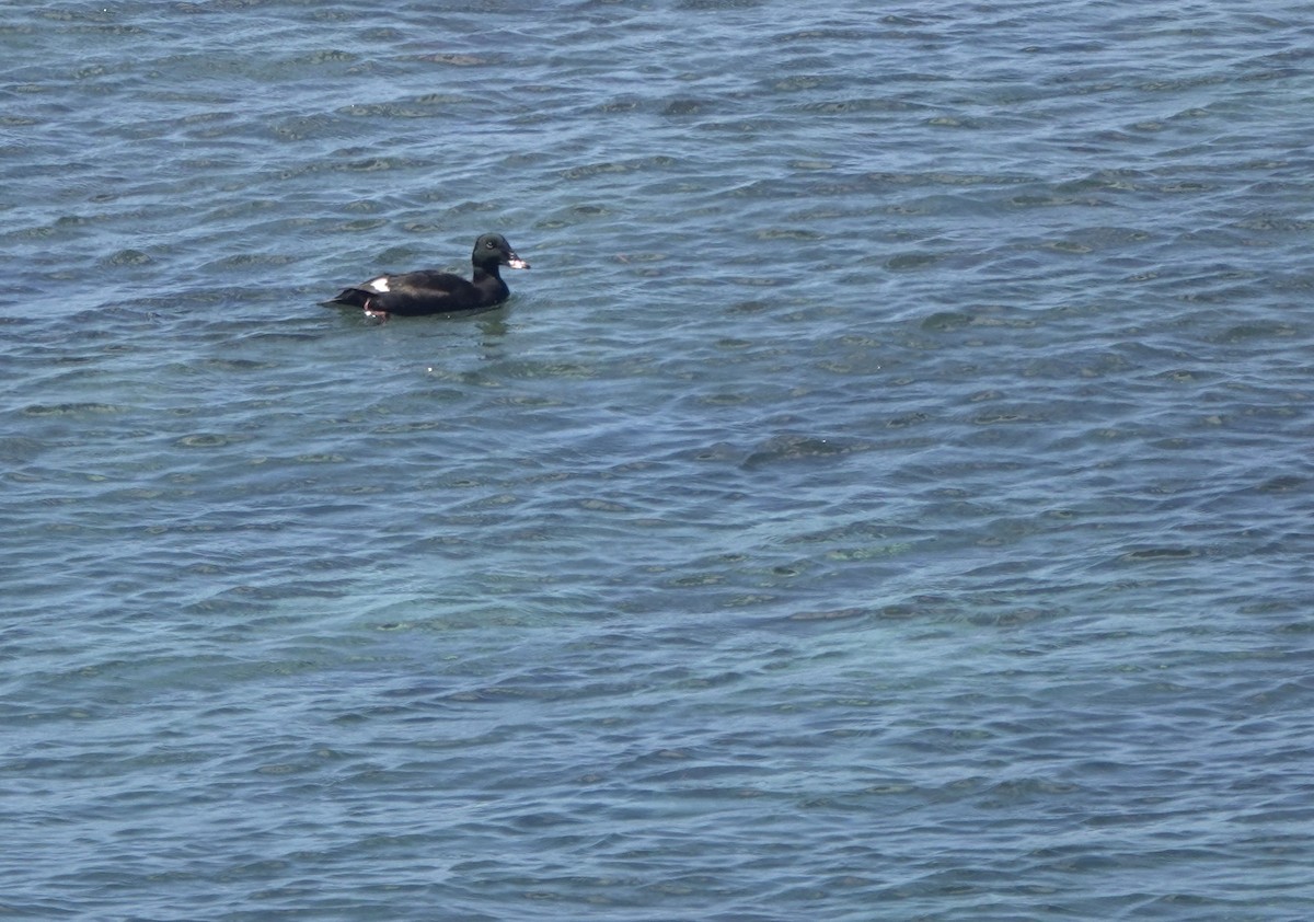 Stejneger's Scoter - ML641702549