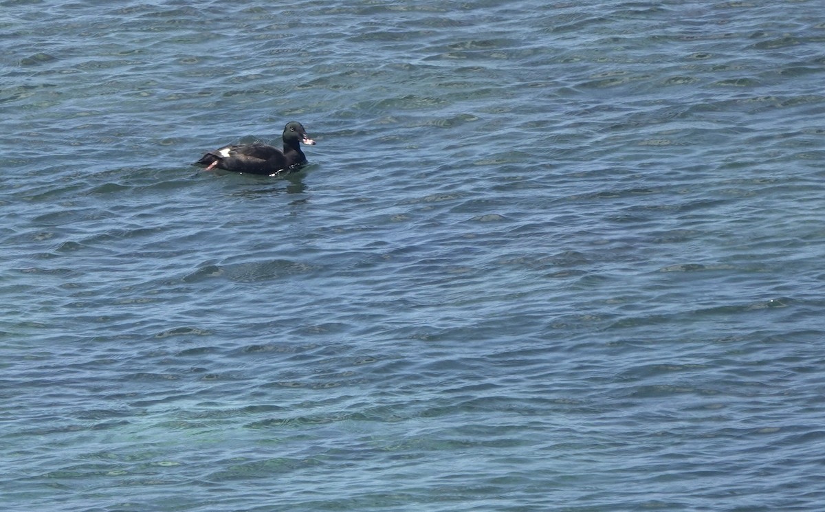 Stejneger's Scoter - ML641702550