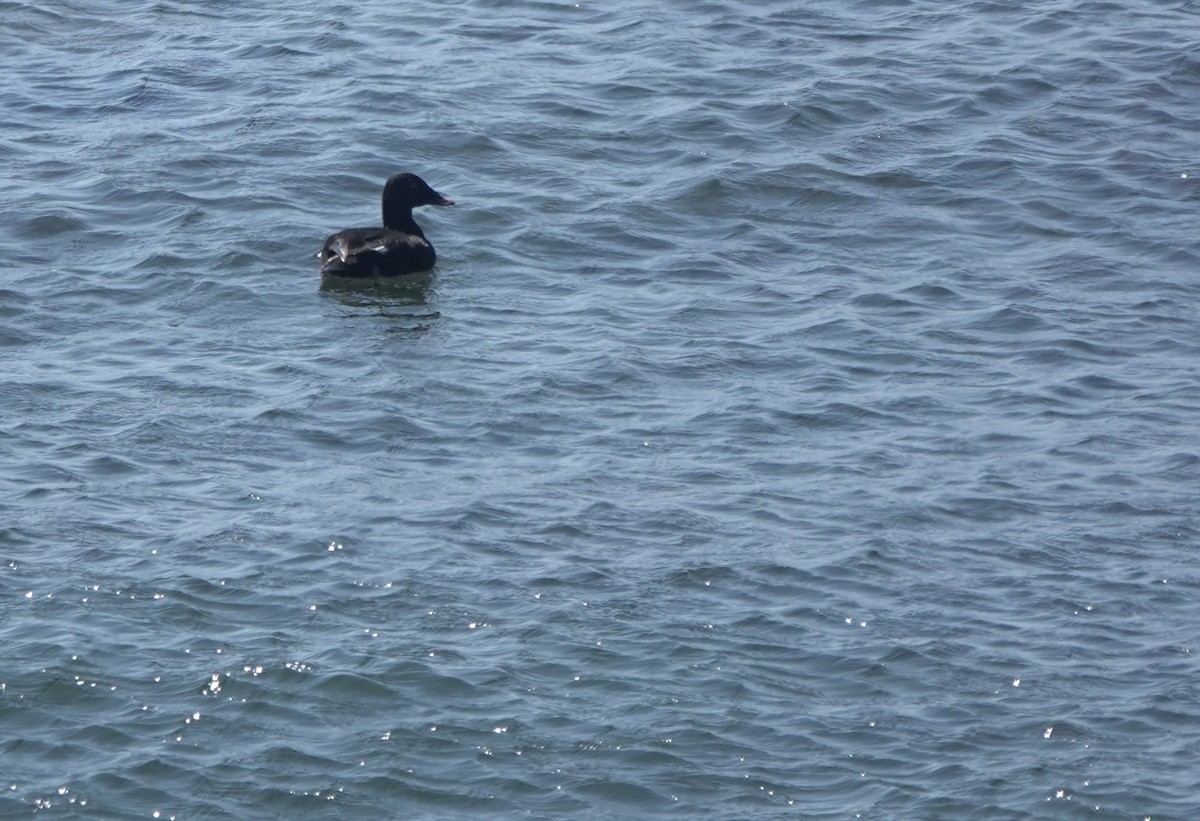 Stejneger's Scoter - ML641702551