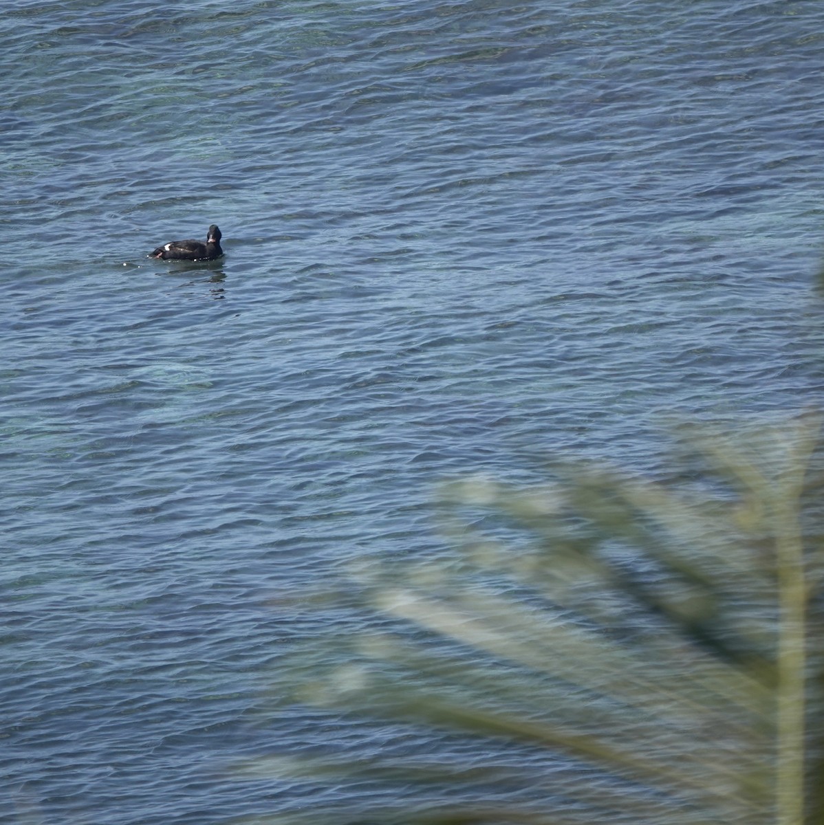 Stejneger's Scoter - ML641702552