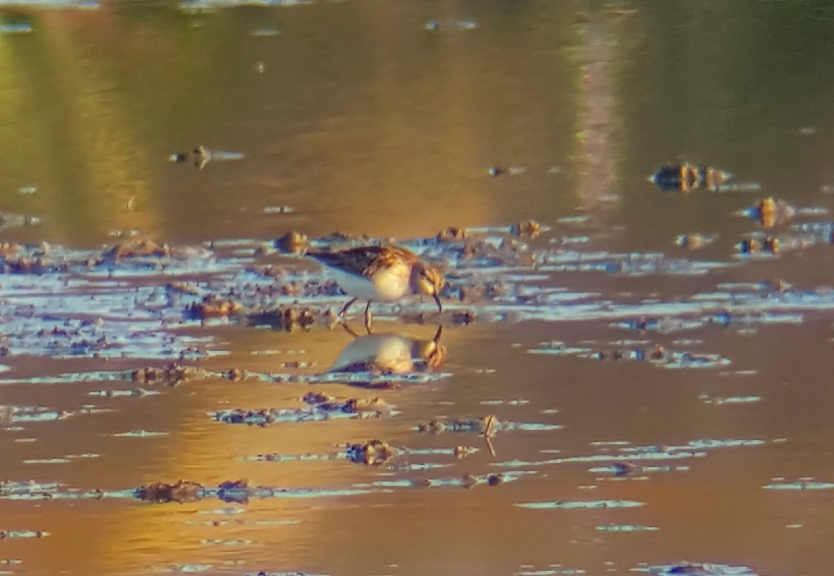 Least Sandpiper - ML641702568