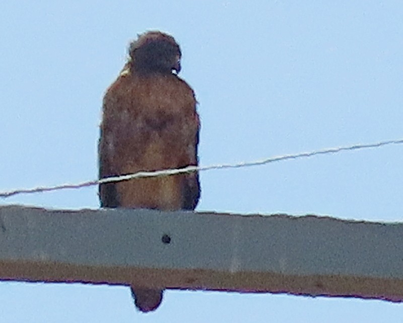 Red-tailed Hawk - ML641702570