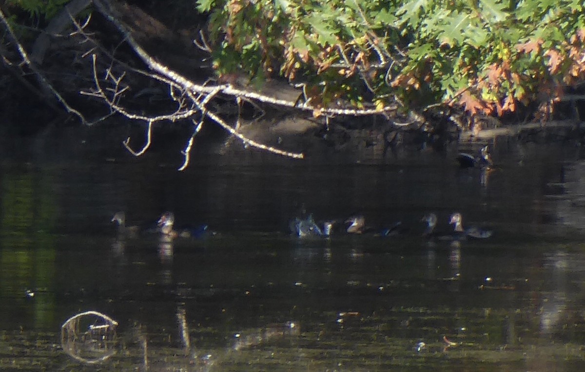 Wood Duck - ML641702578
