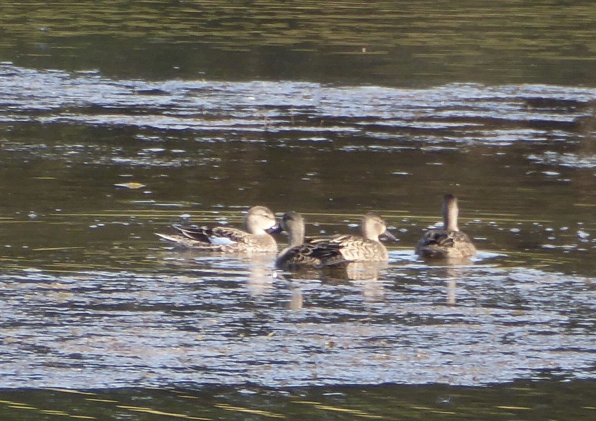 Blue-winged Teal - ML641702600