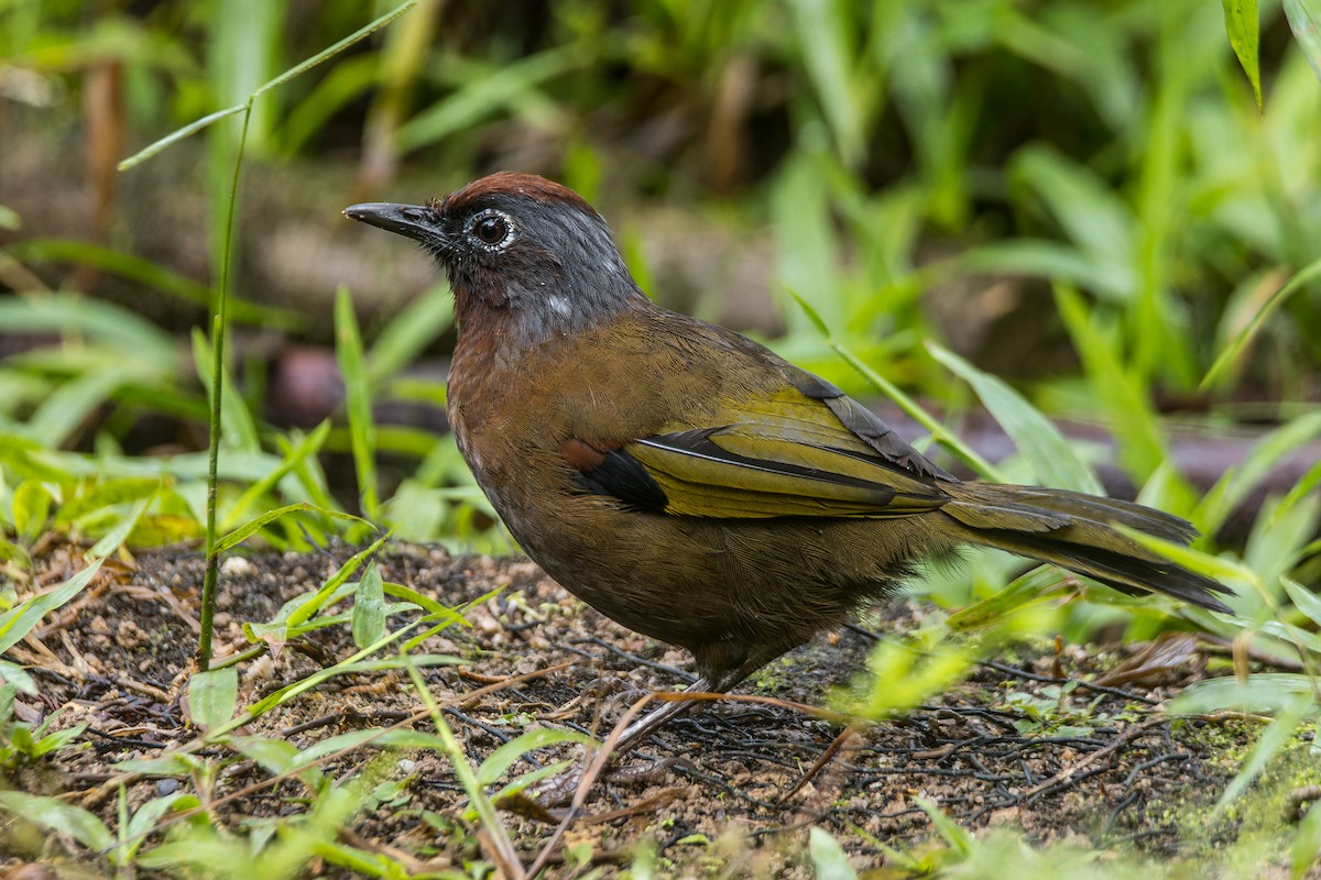 Malayan Laughingthrush - ML641702607