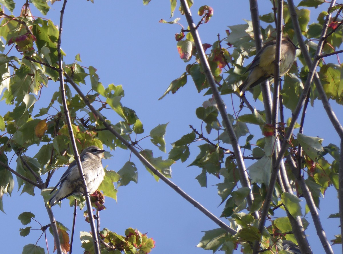 Cedar Waxwing - ML641702613