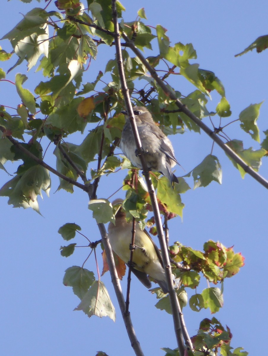 Cedar Waxwing - ML641702614