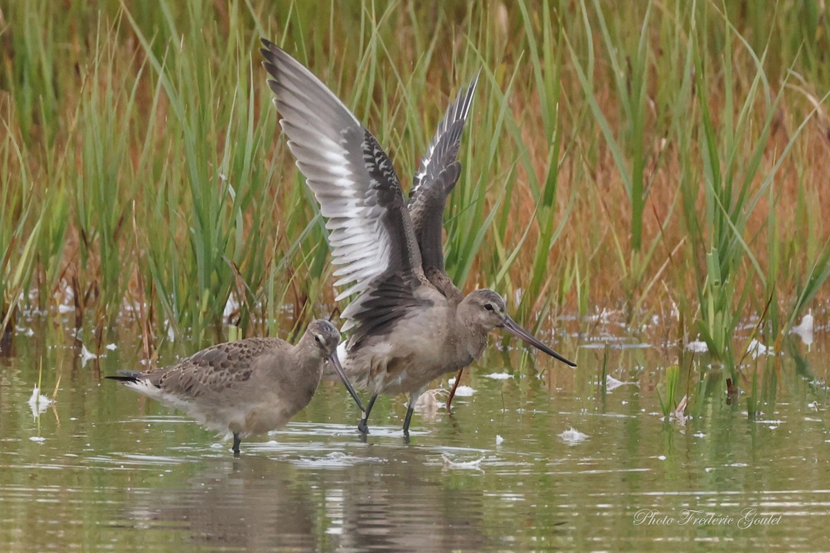 Hudsonian Godwit - ML641702641
