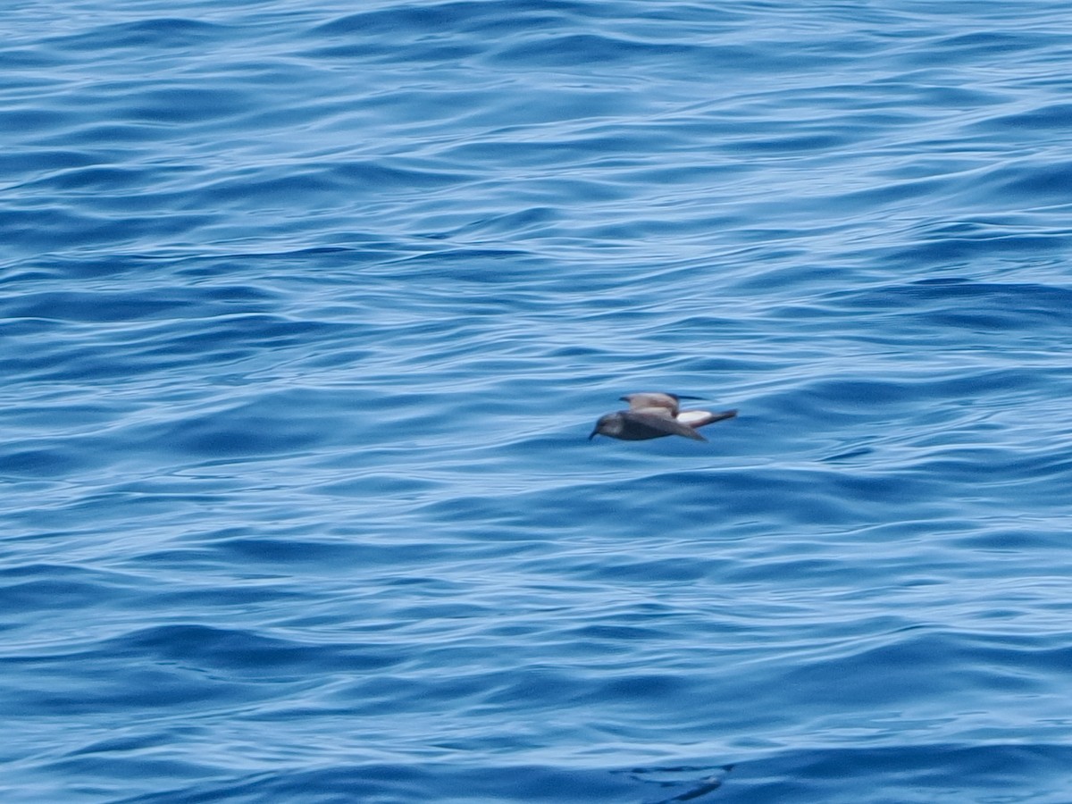 Townsend's Storm-Petrel - ML641702643
