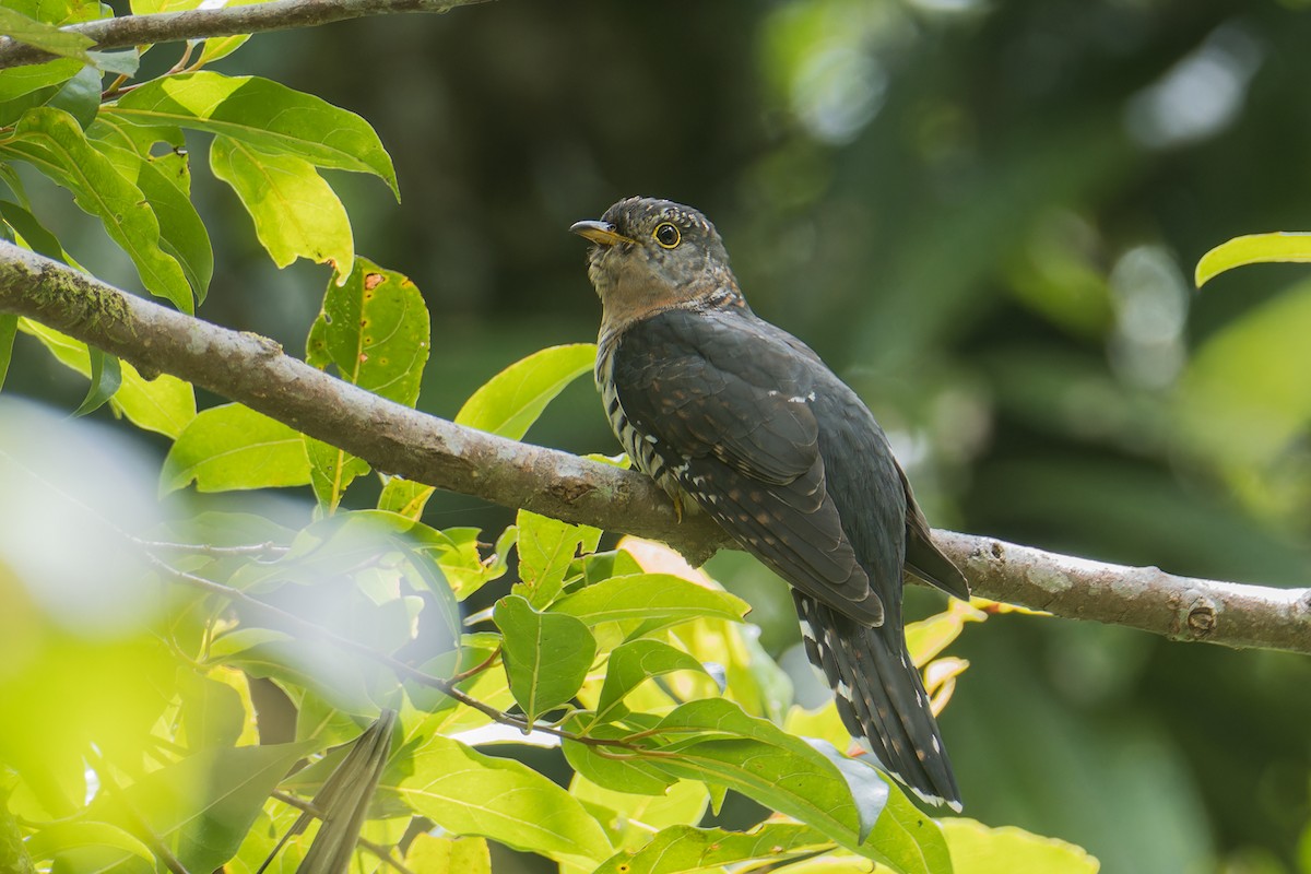 Sunda Cuckoo - ML641702647