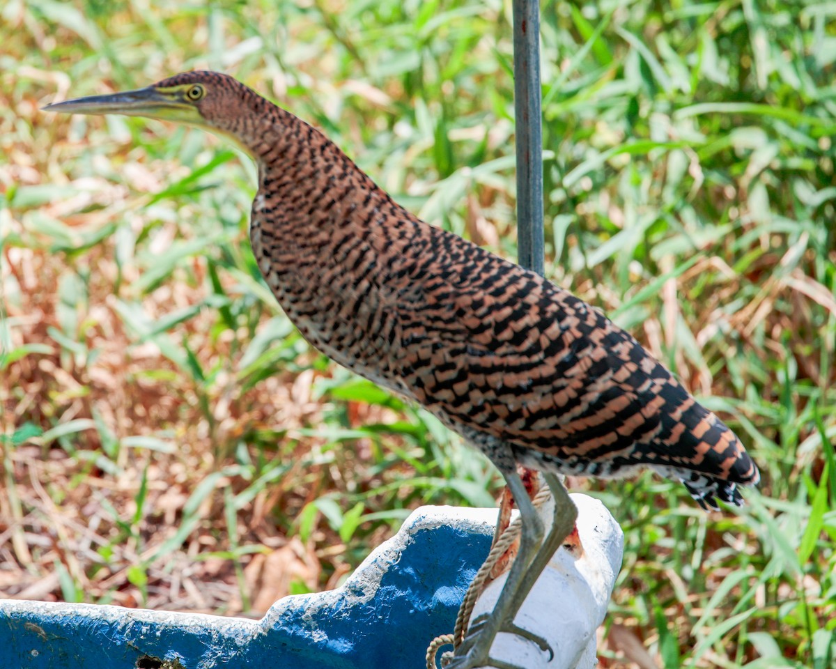 Bare-throated Tiger-Heron - ML641702677