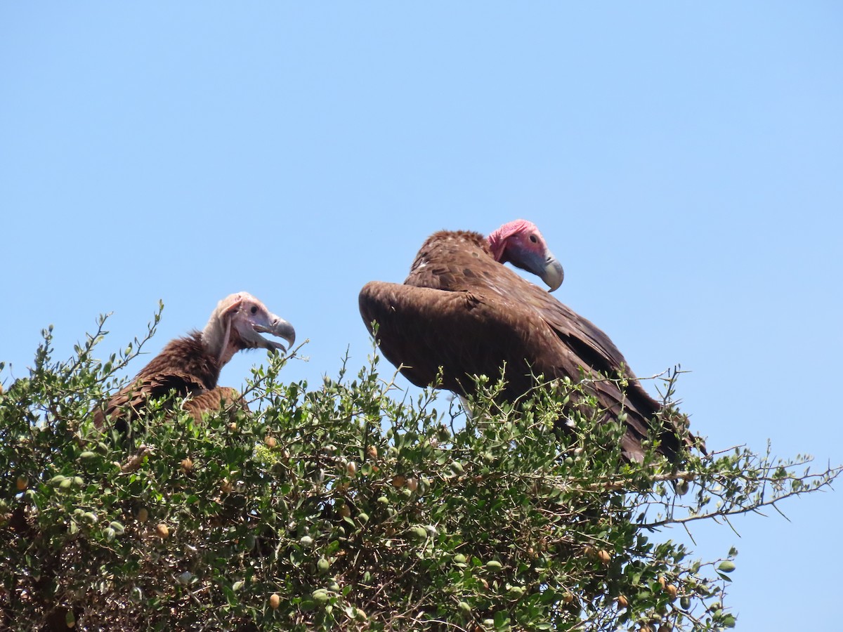 Lappet-faced Vulture - ML641702695