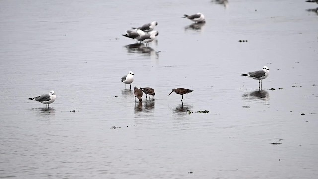 Hudsonian Godwit - ML641702706