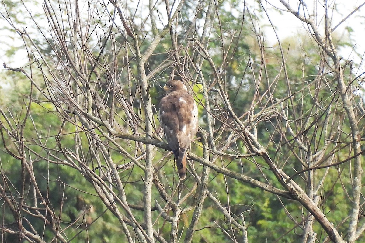 White-eyed Buzzard - ML641702737