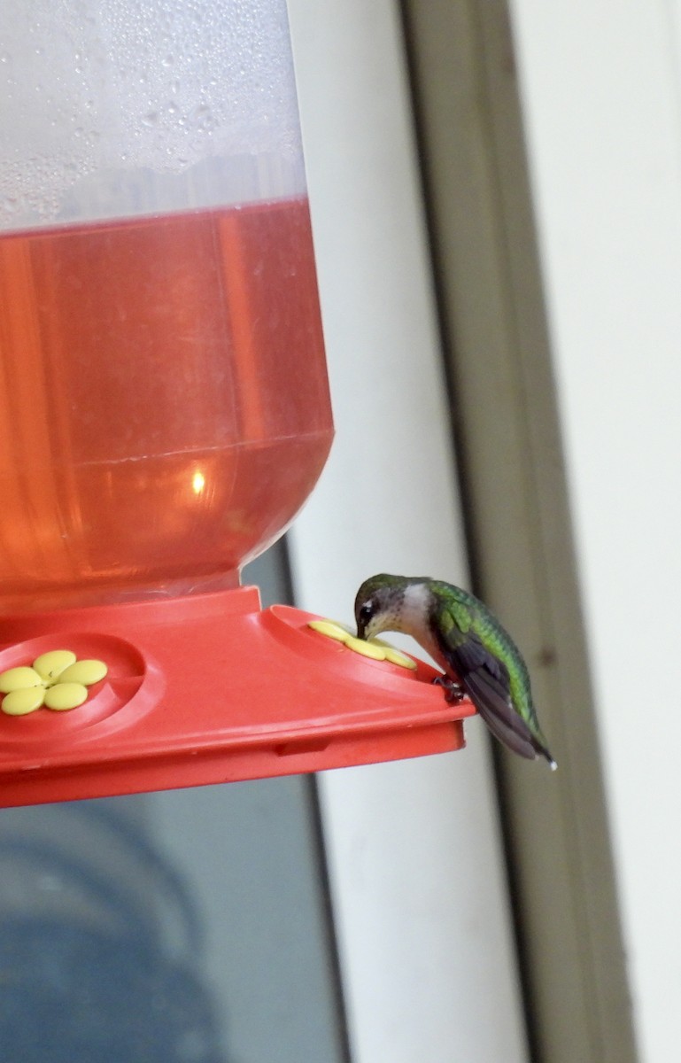 Ruby-throated Hummingbird - ML641702750