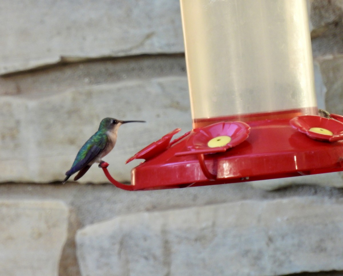 Ruby-throated Hummingbird - ML641702751